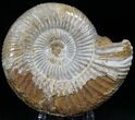 Bargain Perisphinctes Ammonite - Jurassic #22824-1